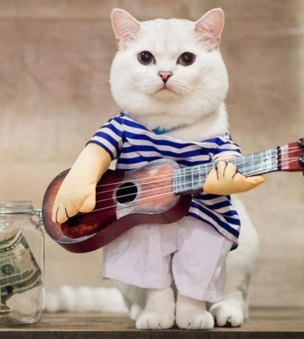 Baju kucing dengan motif musik